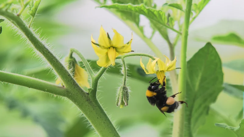 Fotografija: Čmrlji znajo paradižnik prisiliti v hitrejše cvetenje in si tako priskrbijo zgodnejšo pašo. Foto Shutterstock