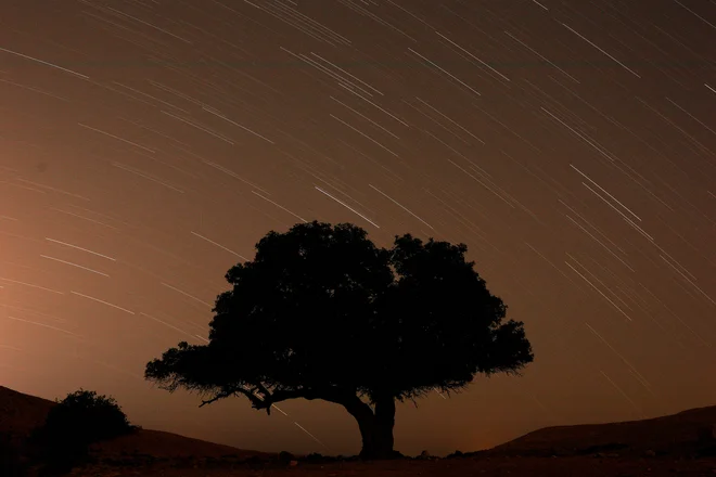 Drevo. FOTO: Amir Cohen/Reuters