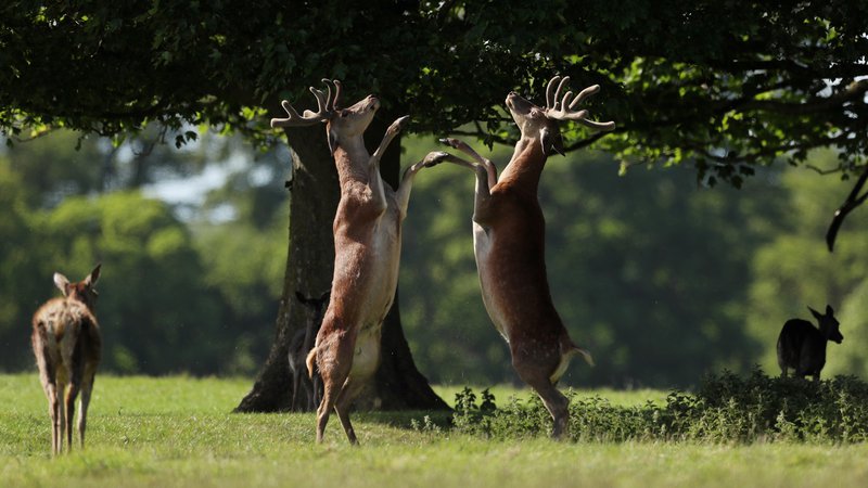 Fotografija: Dvoboj jelenov v bližini angleškega gradu Raby. FOTO: Lee Smith/Reuters