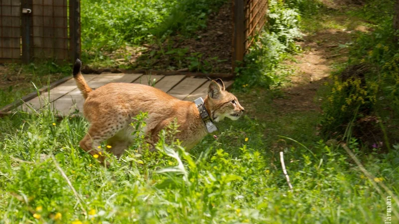 Fotografija: Po Goruju in Katalinu so v naravo izpustili še Borisa. FOTO: Life Lynx