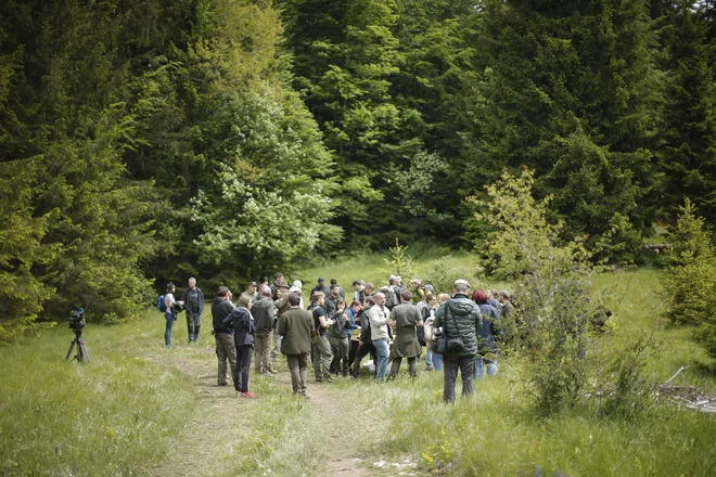 Cilj projekta Life Lynx je v obstoječo populacijo vključiti vsaj 14 novih risov – deset v Sloveniji in štiri na Hrvaškem. FOTO: Jure Eržen