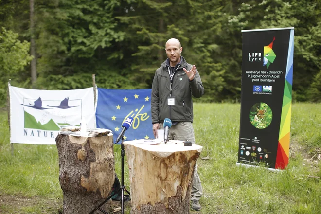 Rok Černe, koordinator projekta, je povedal, da bosta letos v Sloveniji in Hrvaški izpuščena še dva risa iz Slovaške. Foto: Jure Eržen/delo