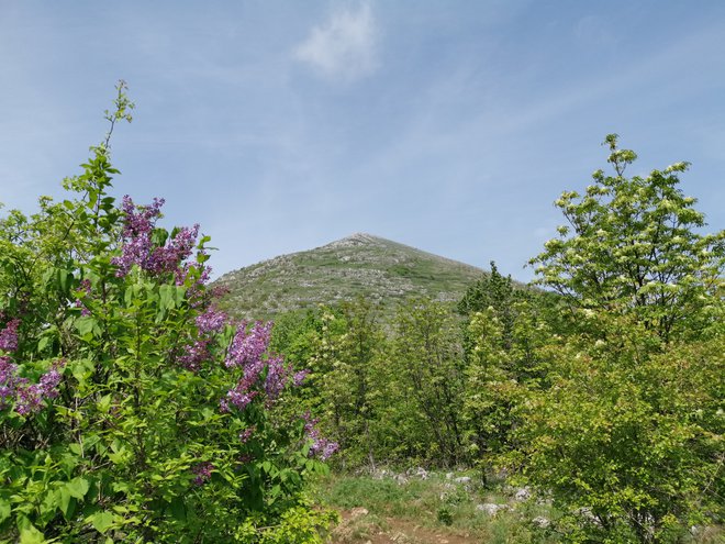Na gozdni meji na poti na vrh spomladi omamno cveti divji španski bezeg. FOTO: Milena Zupanič