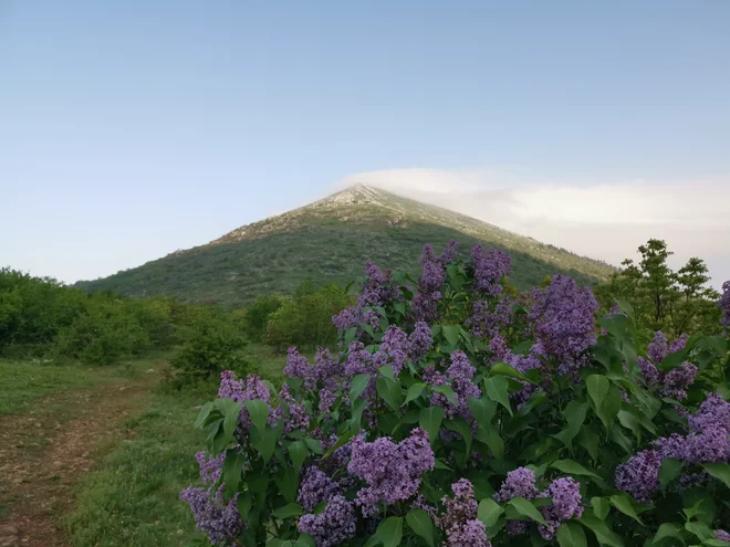 Pogled na piramido Rtanj s pobočja, kjer omamno diši divji španski bezeg. FOTO: Milena Zupanič