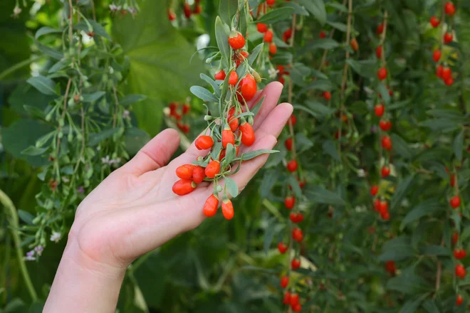 Superživila, med katera spadajo tudi jagode goji, vsebujejo veliko vitaminov, mineralov, antioksidantov in esencialnih maščob. FOTO Shutterstock