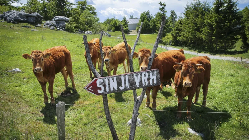 Fotografija: Kar 70 odstotkov kmetijskih zemljišč je namenjenih gojenju hrane za živino. FOTO: Jože Suhadolnik/Delo