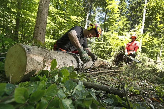 Podnebnim spremembam bo treba prilagoditi tudi sestavo gozdov. FOTO: Leon Vidic/Delo