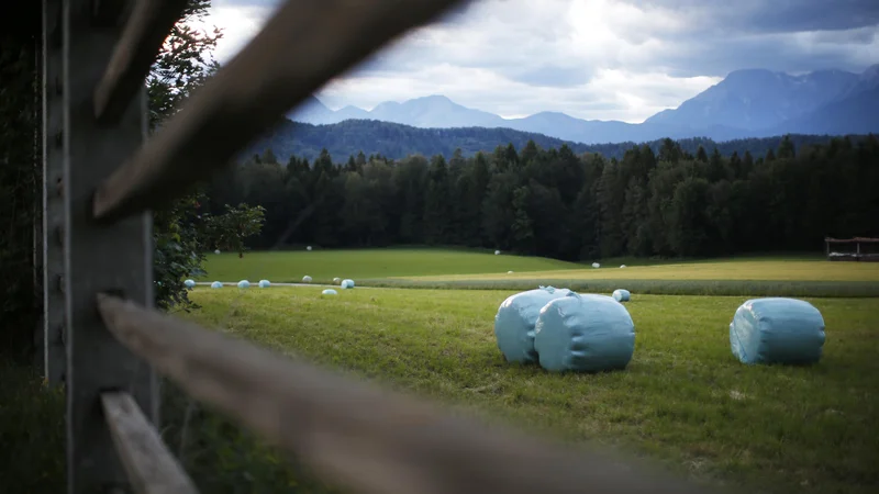 Fotografija: Varujmo naravo; ne žagajmo veje, na kateri sedimo. Foto: Jure Eržen/delo