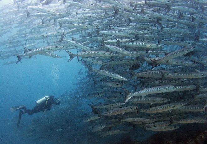 Potapljač v družbi barakud v bližini malezijskega otoka Sipadan. FOTO: Reuters