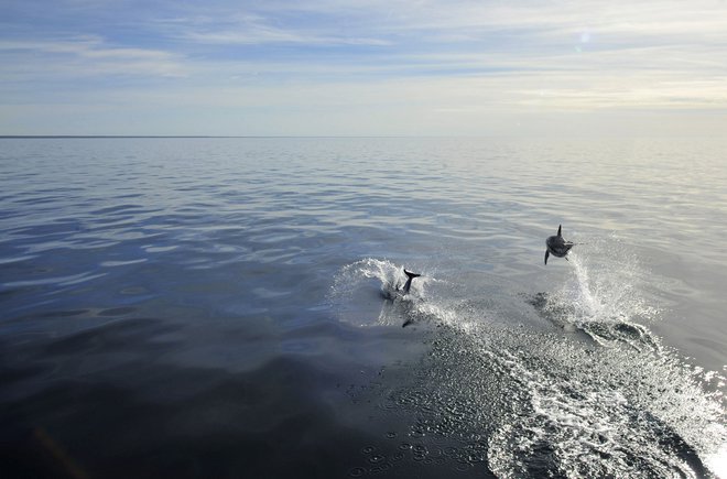 Morske sesalce ogroža tudi hrup v morjih. FOTO: Stringer Reuters