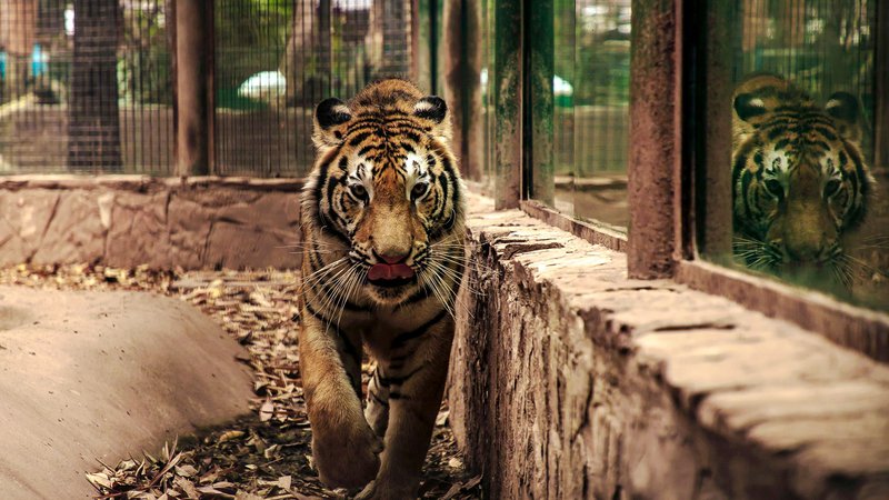 Fotografija: Od sobote je tiger nastanjen v živalskem vrtu v glavnem mestu omenjene zvezne države Madja Pradeš (fotografija je simbolična). FOTO: Rashide Frias/AFP