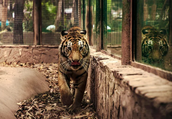 Od sobote je tiger nastanjen v živalskem vrtu v glavnem mestu omenjene zvezne države Madja Pradeš (fotografija je simbolična). FOTO: Rashide Frias/AFP
