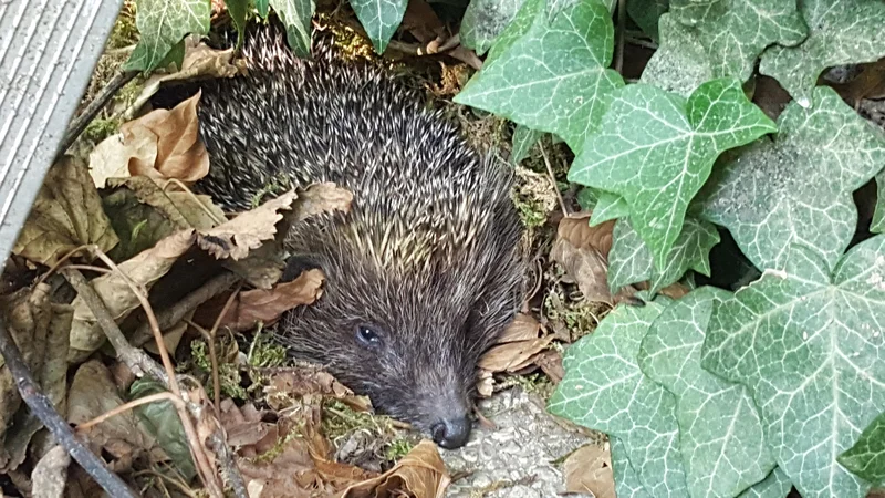 Fotografija: Pokazalo se je, da je Silvo - Silva. V zemljanki se za njene seske potegujejo vsaj trije malčki. FOTO: Maja Prijatelj Videmšek