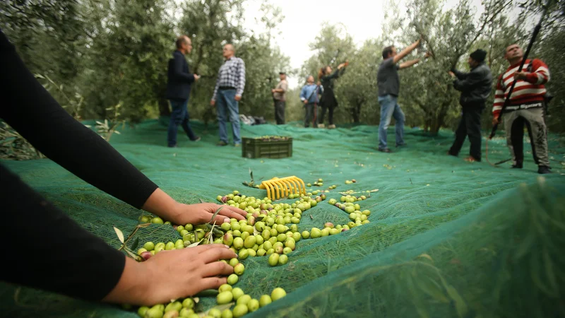 Fotografija: Seznam zdravilnih učinkov kakovostnega oljčnega olja je dolg, varuje tudi pred prostimi radikali in staranjem celic. FOTO: Jure Eržen/Delo