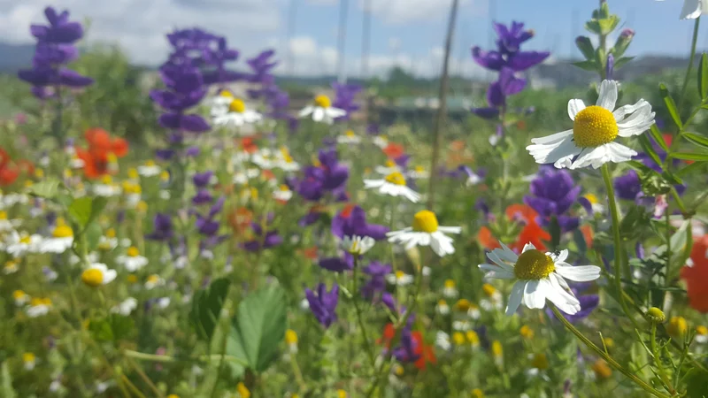 Fotografija: Če komu pojem biodiverziteta nič ne pomeni, naj si predstavlja sebe na pisanem cvetočem travniku. Biodiverziteta je pestrost vsega živega. FOTO: Maja Prijatelj Videmšek