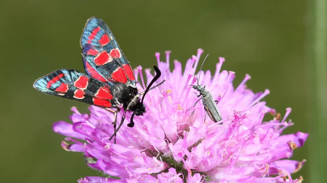 Poleg vrstne pestrosti biodiverziteto gradijo še odnosi med organizmi, ki se spletajo v kompleksni ekosistem. Foto Davorin Tome