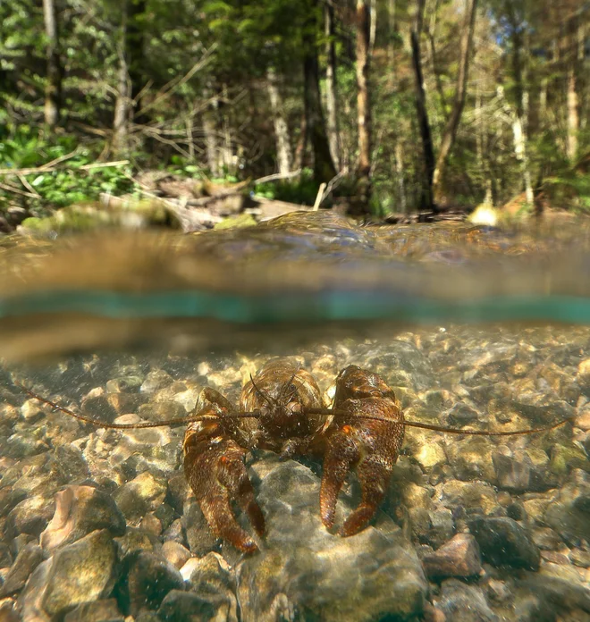 Brez biodiverzitete ni samočistilne sposobnosti vode in pitna voda je ekosistemska storitev, ki nam jo brezplačno omogoča biodiverziteta. Foto Davorin Tome