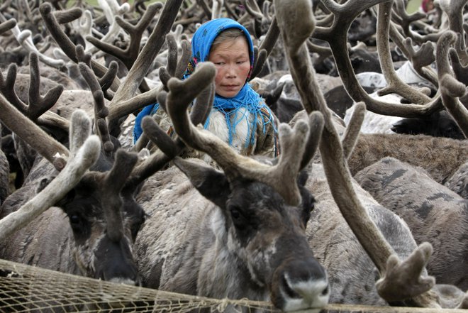 Severni jeleni utegnejo zaradi taljenja večnega ledu postati prenašalci davno izginulih bolezni. FOTO: Denis Sinyakov/Reuters