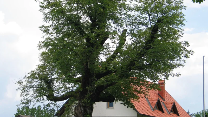 Fotografija: Naši predniki so ob gnojiščih vedno zasadili orehova drevesa (Juglans regia), ki so jih z mogočnimi krošnjami prekrivala s senco in mrčes odganjala s prijetnimi orehovimi taninskimi dišavami. Foto Milan Glavonjič