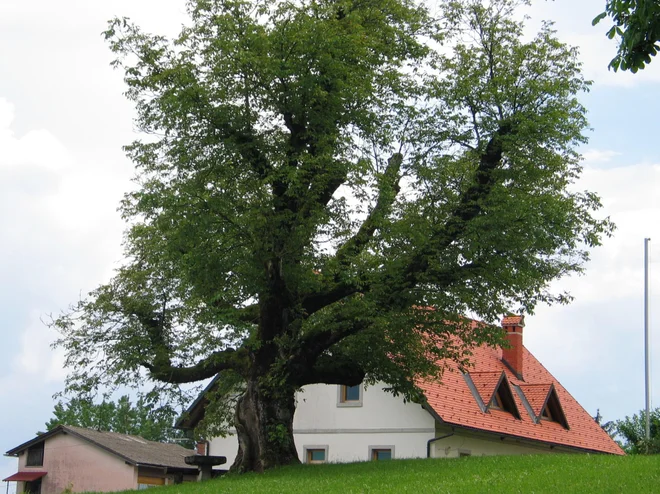 Naši predniki so ob gnojiščih vedno zasadili orehova drevesa (Juglans regia), ki so jih z mogočnimi krošnjami prekrivala s senco in mrčes odganjala s prijetnimi orehovimi taninskimi dišavami. Foto Milan Glavonjič