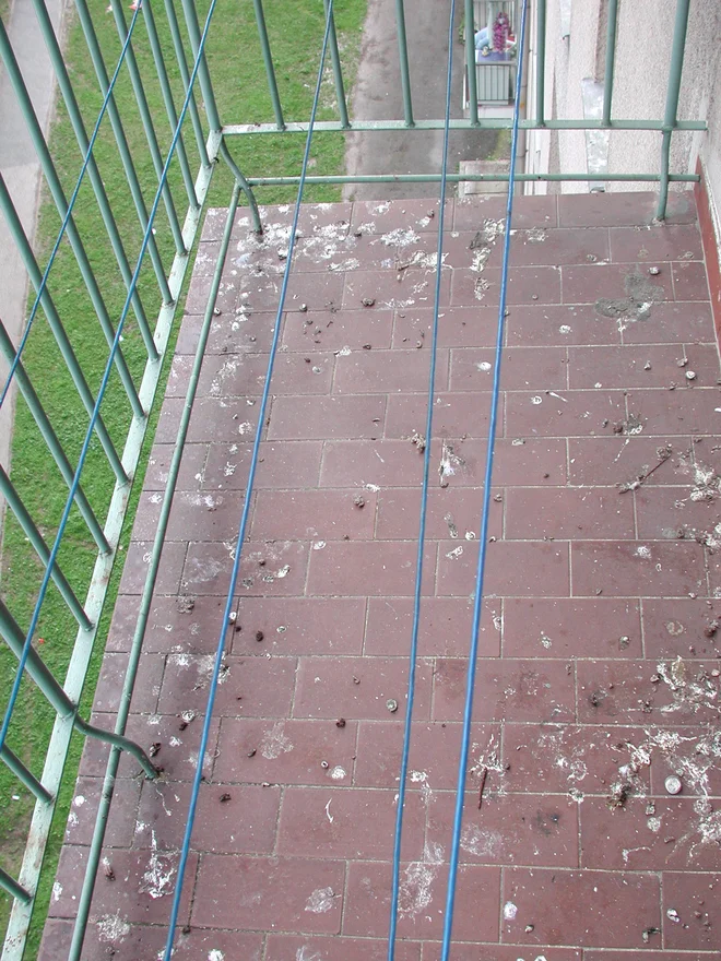 Dvanajst let z golobi nismo imeli nobenih težav, zdaj pa je popolnoma drugače, nam je pisala naša bralka iz Ljubljane. FOTO: Tomaž Branc