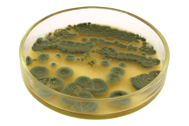 Antibiotik se skriva v plesni <em>Penicillium notatum.</em>