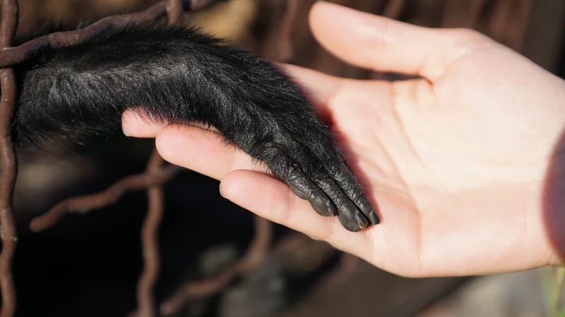 Fotografija: Michael Tomasello je s kolegi izvedel obsežno primerjalno študijo dve leti in pol starih otrok, šimpanzov in orangutanov. Vse tri biološke vrste so opravljale podobne psihološke teste. FOTO: Shutterstock