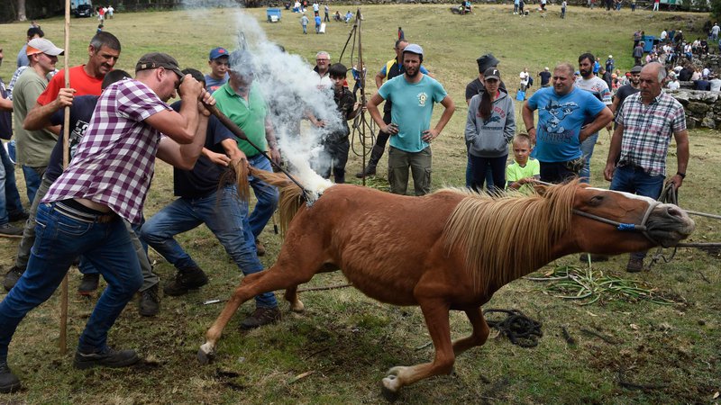 Fotografija: Na tradicionalni prireditvi Rapa Das Bestas (striženje zveri) v španski vasici Mougas zvabijo divje konje, ki se prosto pasejo v bližnjih gorah, v ogrado ter jih ožigosajo. FOTO: Miguel Riopa/Afp