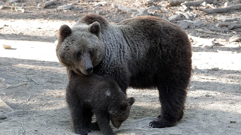 Fotografija: FOTO: Ljubo Vukelič/Delo