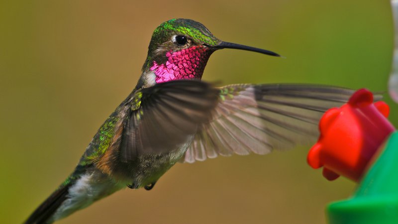 Fotografija: Veliko ptic se nam zdi pisanih, a kako pisane so šele same sebi. Foto Shutterstock