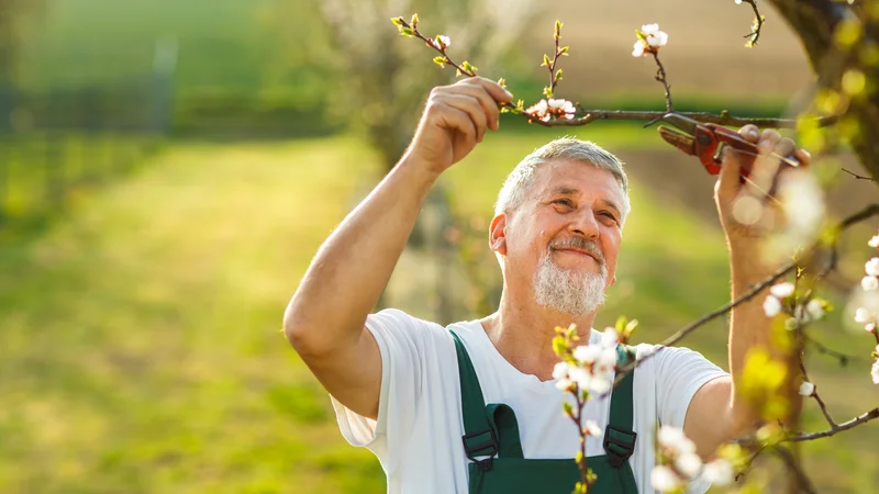 Fotografija: Volivci morajo ravnati tako, kot ravna umen sadjar: odstraniti morajo n neplodne veje! Foto Shutterstock