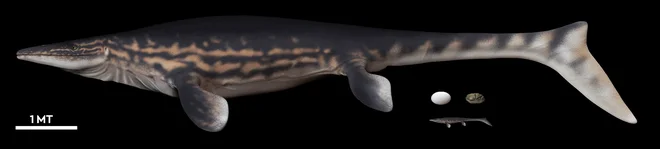 Ilustracija morskega plazilca, ki naj bi mu pripadalo jajce.<em> </em>FOTO: University Of Chile/Reuters