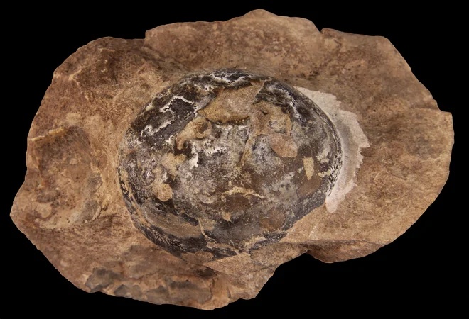 Fosil jajca dinozavra <em>mussaurus. </em>FOTO: Diego Pol//American Museum of Natural History/Reuters