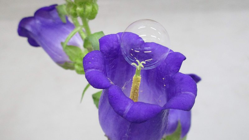 Fotografija: Na cvetu je mehurček iz za rastline nestrupene kemične spojine, s katerim bi lahko opraševali rastline. FOTO: Eidžiro Mijako/AFP