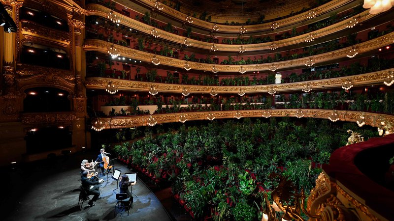 Fotografija: Kvartet Uceli je med koronavirusom odigral celotni koncert v Grand Teatru Liceu v Barceloni le rastlinam. FOTO: Lluis Gene/Afp