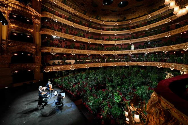 Kvartet Uceli je med koronavirusom odigral celotni koncert v Grand Teatru Liceu v Barceloni le rastlinam. FOTO: Lluis Gene/Afp