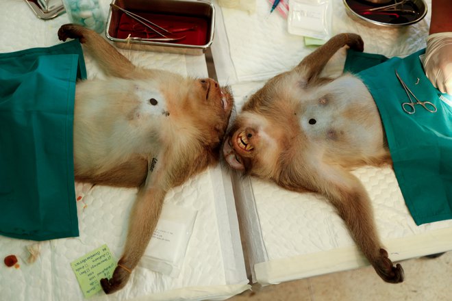 Sterilizacija makakobv v Lopburiju. FOTO: Jorge Silva/Reuters