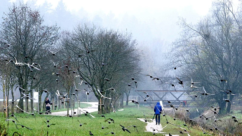 Fotografija: O življenju lahko začnemo razmišljati kot o učilnici, v kateri se ves čas učimo od živih in mrtvih, tistih, ki odhajajo, in tistih, ki prihajajo. Foto Ljubo Vukelič