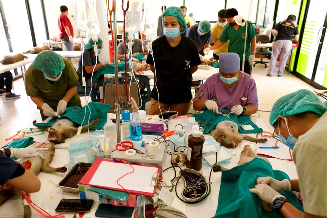 Projekt sterilizacije zahteva veliko število veterinarjev. FOTO: Jorge Silva/Reuters