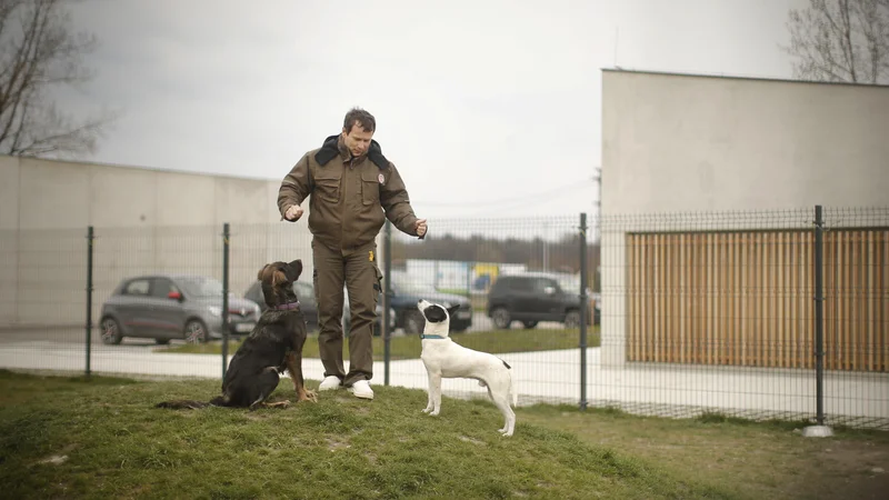 Fotografija: V času epidemije so lahko oboleli ljudje ali tisti, ki niso zmogli skrbeti zanje, svoje ljubljenčke pripeljali v Gmajnice. FOTO: Jure Eržen/Delo