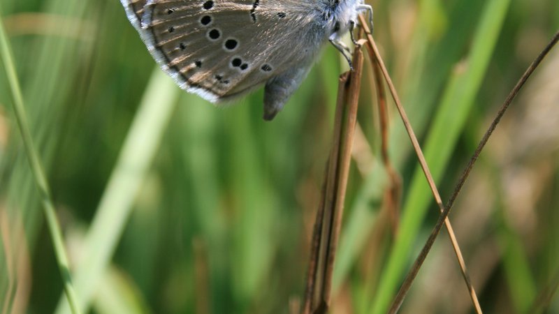Fotografija: ​Preživetje metulja z bledo modrimi krili je odvisno od ene same vrste rastline in ene same vrste mravlje. FOTO: Projekt Ljuba
 