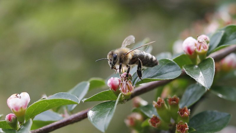 Fotografija: V čebelarski zvezi ministrstvo pozivajo, naj nacionalna odredba ostane. FOTO: Leon Vidic