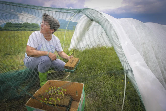 Bube, vzgojene v insektarijih (mrežastih škatlah za gojenje žuželk) bi lahko pojedle druge živali, šotor bi lahko našel kakšen brezvestnež in ga uničil, lahko bi ga odnesla tudi nevihta ali poplava … FOTO: Jože Suhadolnik/Delo