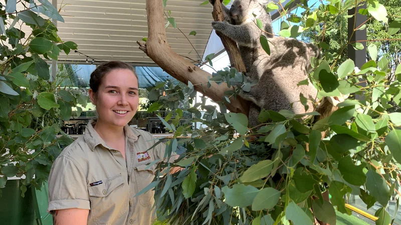 Fotografija: Koale živijo tudi v zveznih državah Viktorija, Queensland in Južna Avstralija. FOTO: Stefica Bikes/Reuters