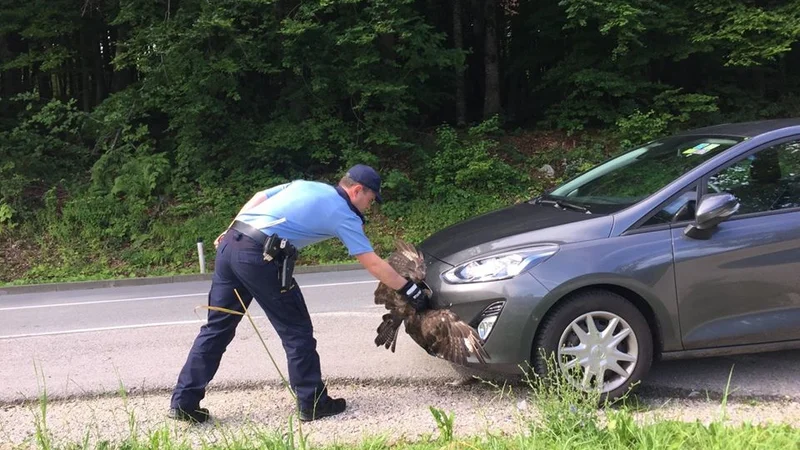 Fotografija: Čemu se je ford nemškega lastnika zdel slovenski ujedi tako zanimiv, da ga je hotela prestreči kar med vožnjo, ne bo nikoli znano. FOTO: PU Novo mesto/Facebook