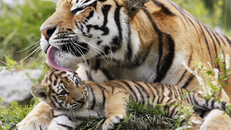 Fotografija: Sibirski tiger je največji med tigri in velikimi mačkami nasploh. Fotografija je simbolična. FOTO: Mathieu Belanger/Reuters
