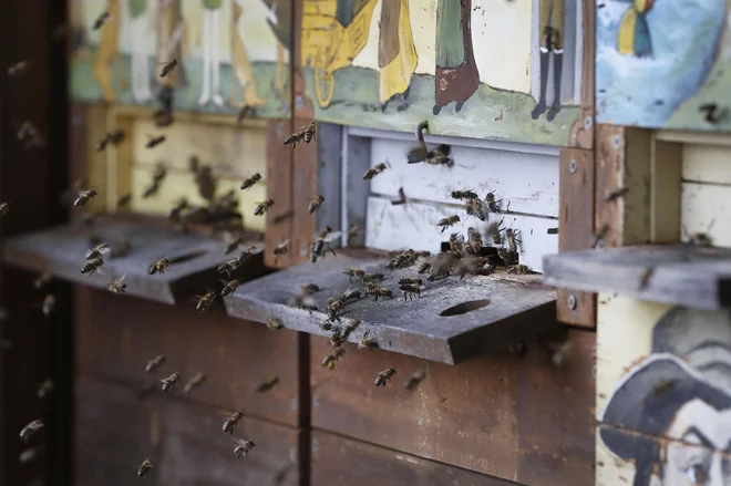 Prepoved uporabe teh pesticidov pri nas je pomore čebel prekinila. Foto Leon Vidic/Delo