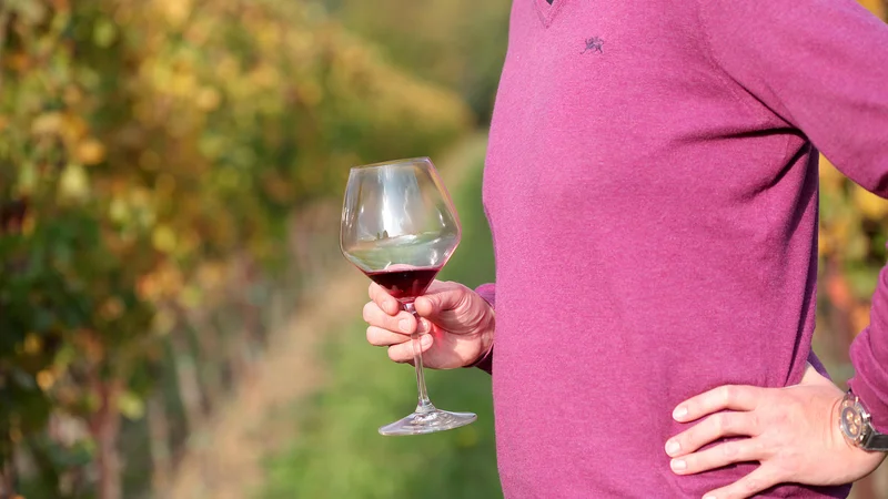 Fotografija: Člani Evropskega reda vitezov vina so opozorili na zaskrbljujoče razmere glede slovenskega vina. FOTO: Mavric Pivk/Delo