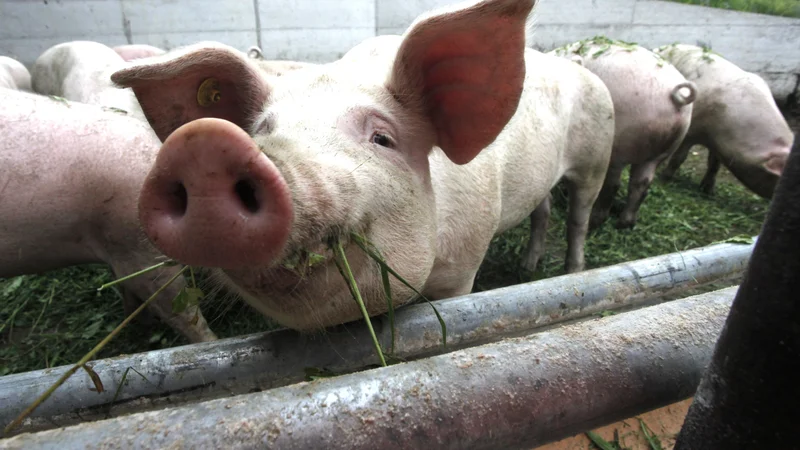 Fotografija: Rejci naj bodo pozorni na zdravstveno stanje svojih prašičev, vsak sum bolezni naj takoj prijavijo in dosledno izvajajo biovarnostne ukrepe. FOTO: Mavric Pivk/Delo