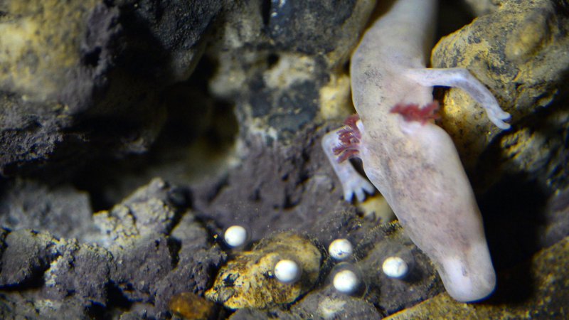 Fotografija: Človeške ribice ubijamo z nitrati. FOTO: Postojnska Jama